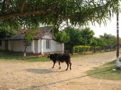 Eine Kuh mitten in Yataity - das ist der normale Alltag in Paraguay